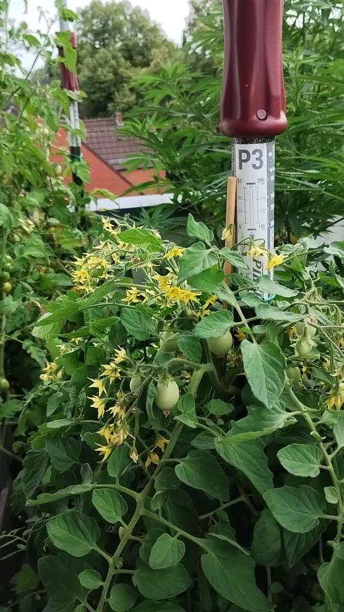 ☀️ Balcony Jungle 🌱 2026