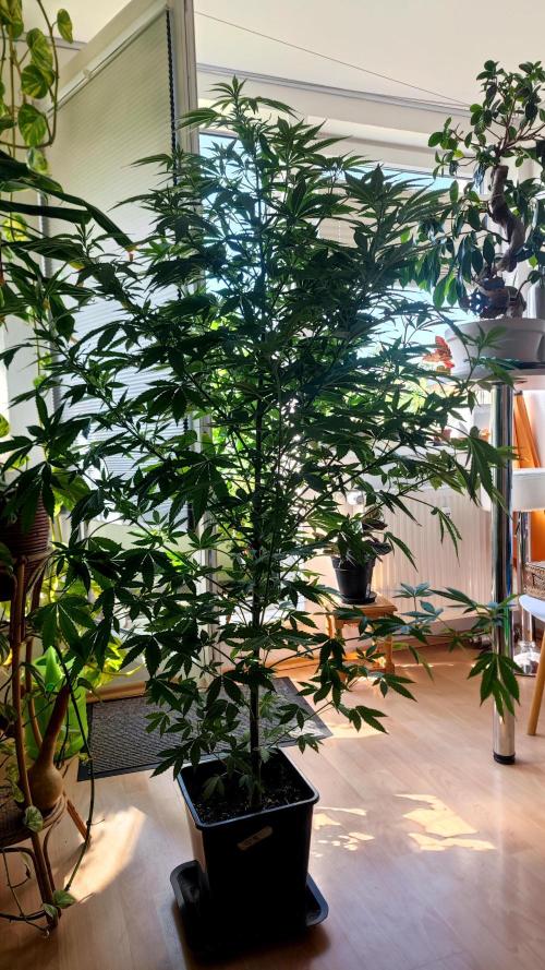 ☀️ Balcony Jungle 🌱 2026. Week 15 - Sirius Black