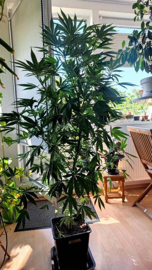 ☀️ Balcony Jungle 🌱 2026. Week 15 - Golosa