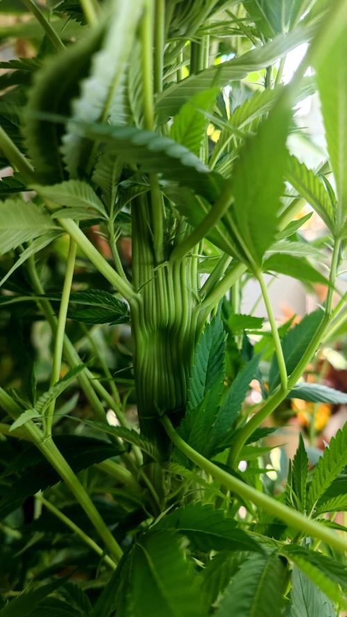 ☀️ Balcony Jungle 🌱 2026. Week 15