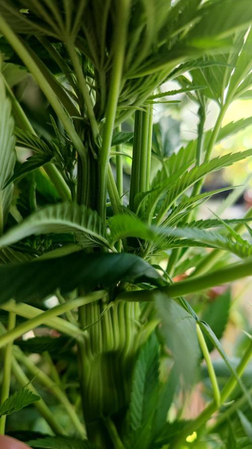 ☀️ Balcony Jungle 🌱 2026. Week 15