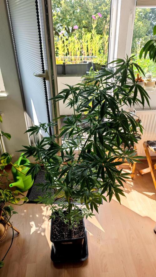 ☀️ Balcony Jungle 🌱 2026. Week 15 - Green Poison