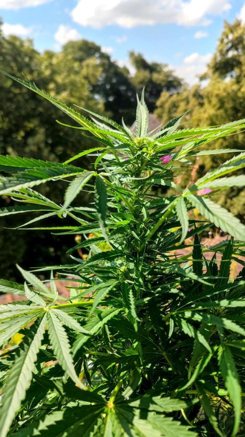 ☀️ Balcony Jungle 🌱 2026. Week 15