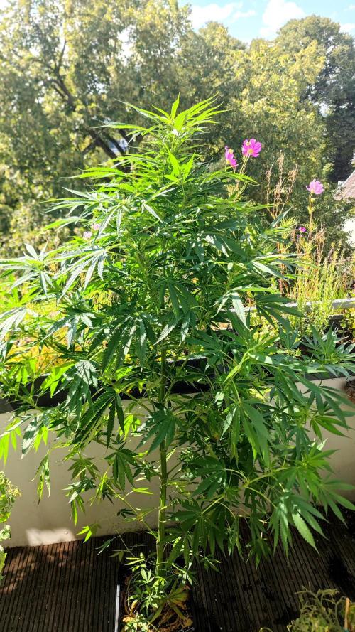 ☀️ Balcony Jungle 🌱 2026. Week 15 - Appalachian Kush 