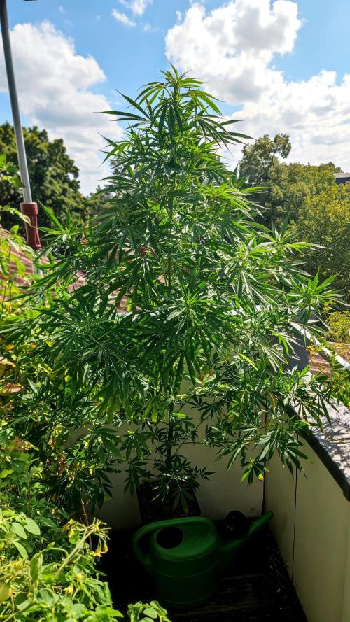 ☀️ Balcony Jungle 🌱 2026. Week 15 - Appalachian Kush 