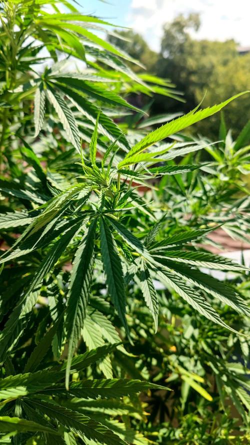 ☀️ Balcony Jungle 🌱 2026. Week 15