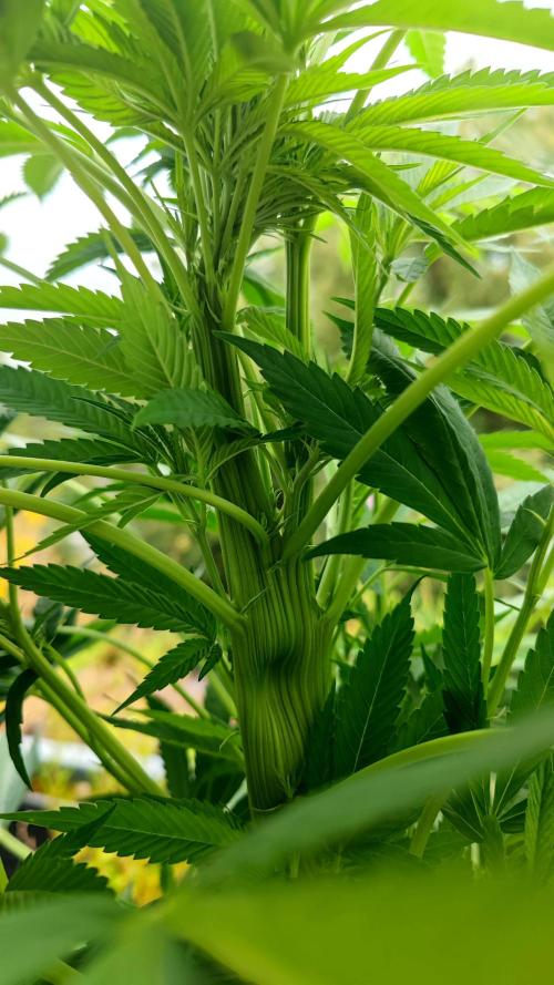 ☀️ Balcony Jungle 🌱 2026. Week 15