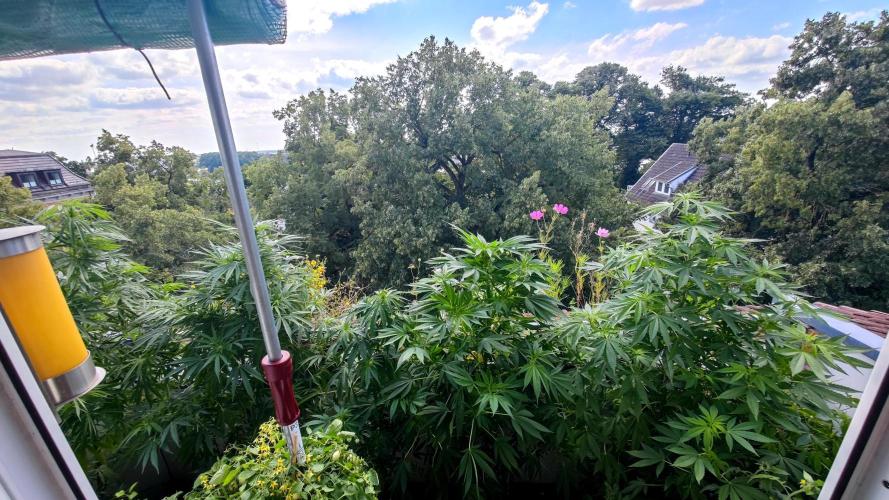☀️ Balcony Jungle 🌱 2026. Week 15