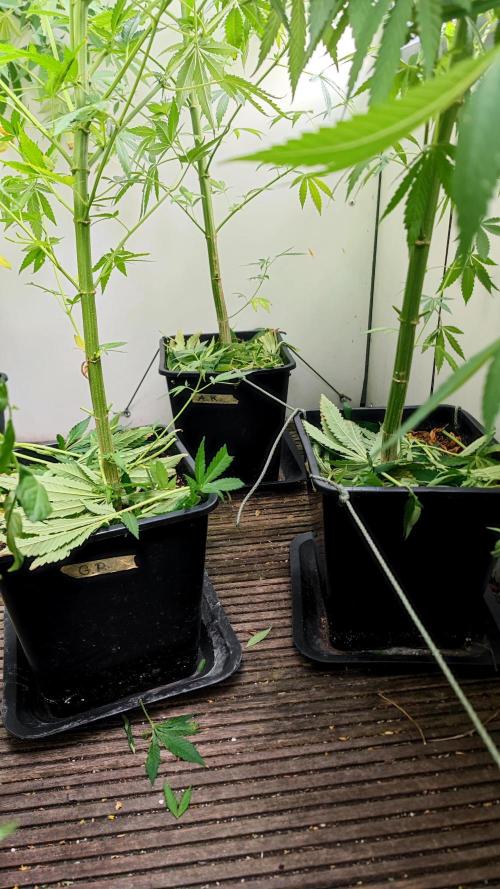 ☀️ Balcony Jungle 🌱 2026. Week 15