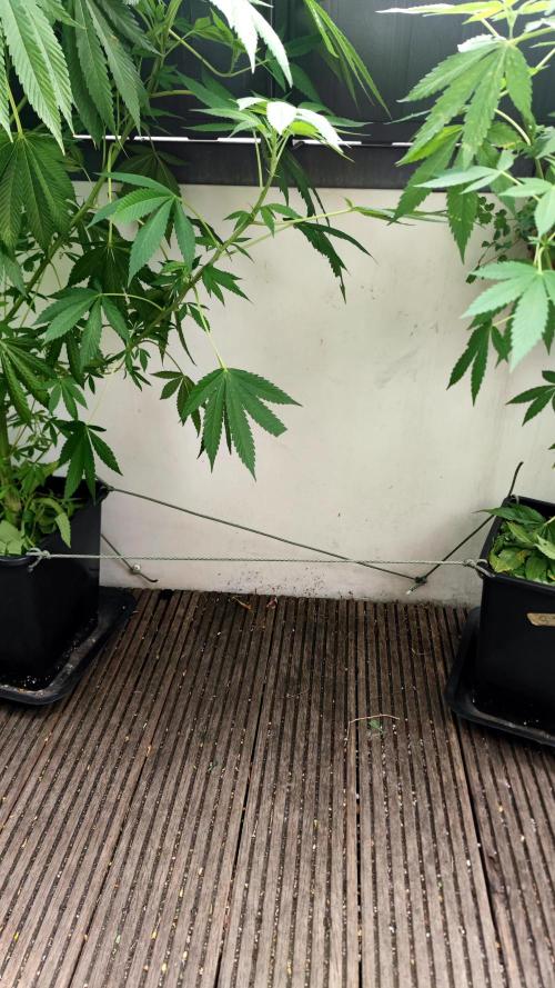 ☀️ Balcony Jungle 🌱 2026. Week 15