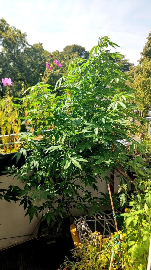 ☀️ Balcony Jungle 🌱 2026. Week 15 - Sirius Black 