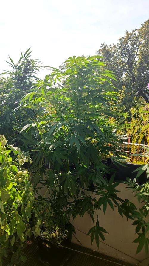 ☀️ Balcony Jungle 🌱 2026. Week 15 - Golosa 