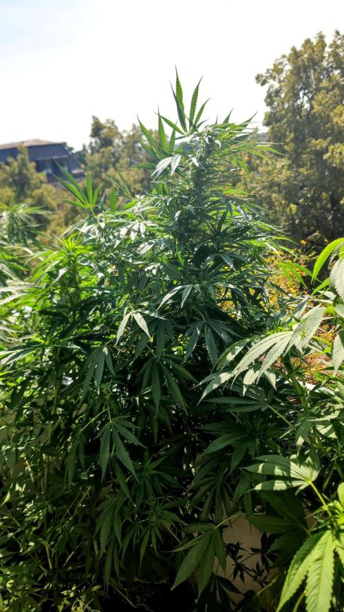 ☀️ Balcony Jungle 🌱 2026. Week 15 - Appalachian Kush 