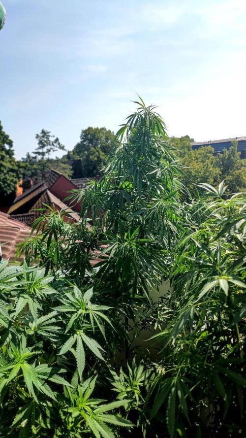 ☀️ Balcony Jungle 🌱 2026. Week 15 - Appalachian Kush 