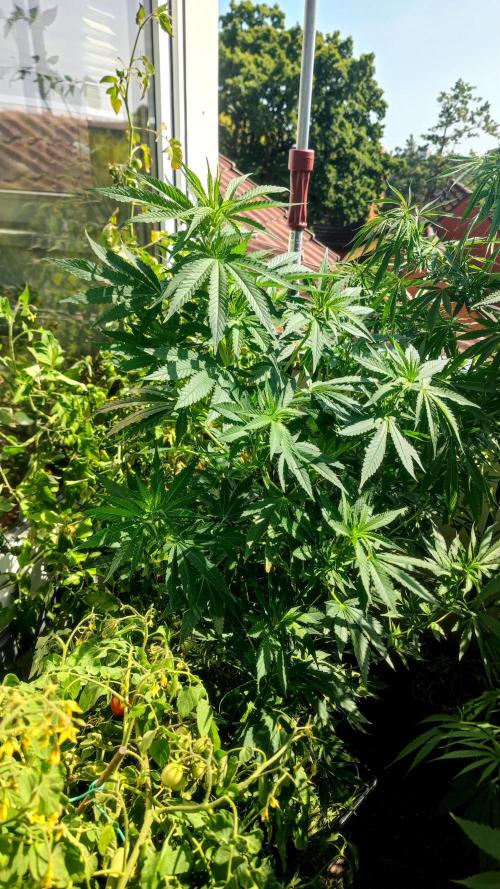 ☀️ Balcony Jungle 🌱 2026. Week 15 - Green Poison 