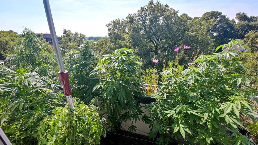 ☀️ Balcony Jungle 🌱 2026. Week 15