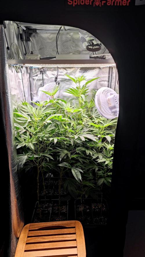 🌱 King Z — A Med. Bagseed Experiment 🌱. Week 10