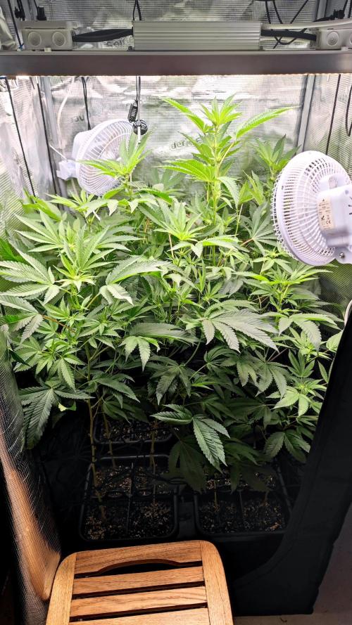 🌱 King Z — A Med. Bagseed Experiment 🌱. Week 10