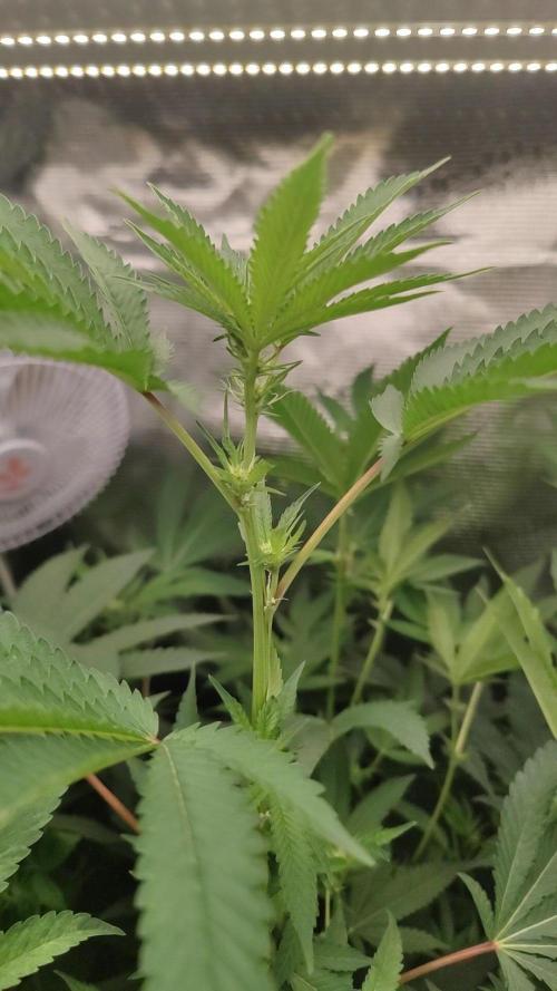 🌱 King Z — A Med. Bagseed Experiment 🌱. Week 10