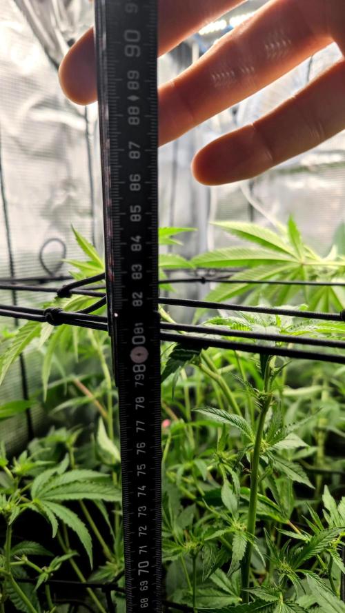 🌱 King Z — A Med. Bagseed Experiment 🌱. Week 10