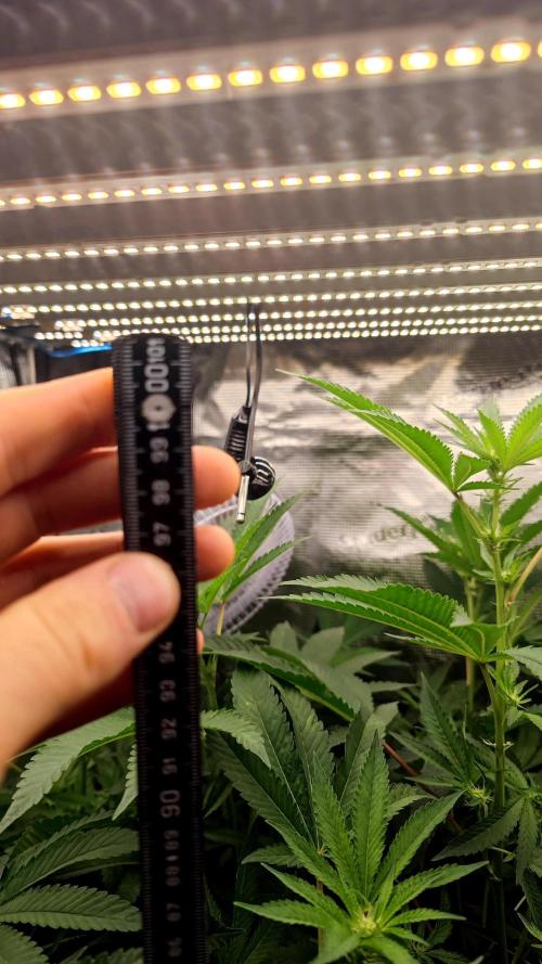 🌱 King Z — A Med. Bagseed Experiment 🌱. Week 10