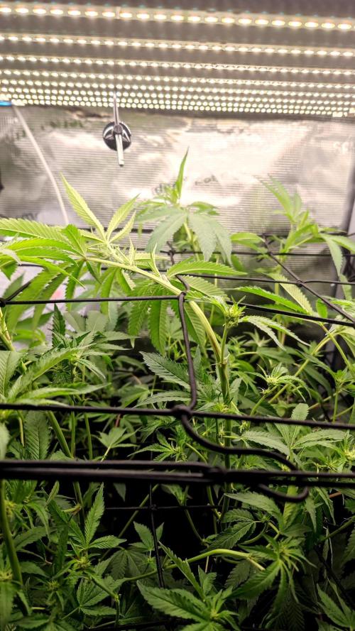 🌱 King Z — A Med. Bagseed Experiment 🌱. Week 10