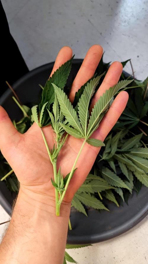 🌱 King Z — A Med. Bagseed Experiment 🌱. Week 10