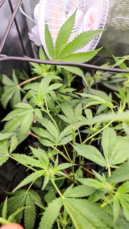 🌱 King Z — A Med. Bagseed Experiment 🌱. Week 10