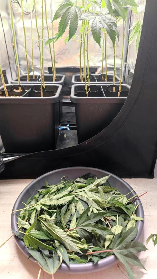 🌱 King Z — A Med. Bagseed Experiment 🌱. Week 10