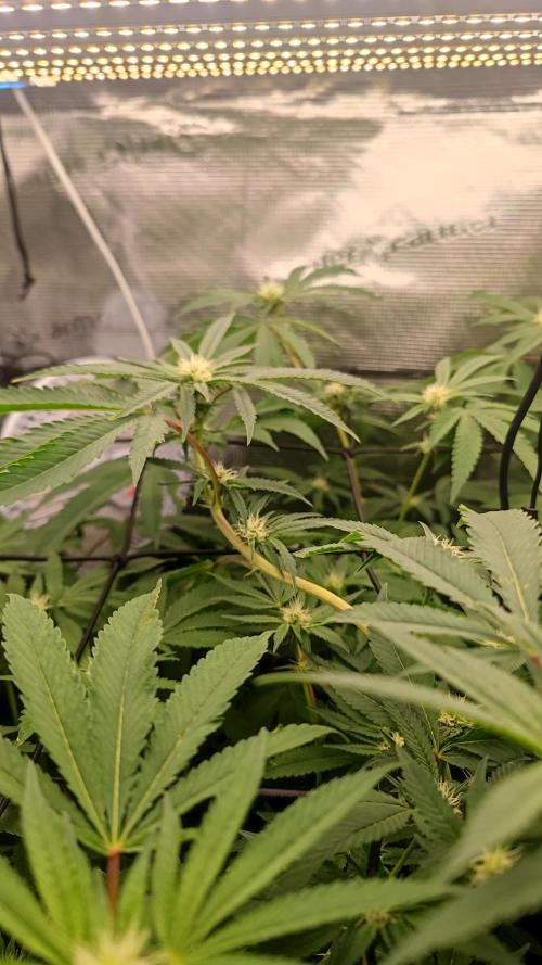 🌱 King Z — A Med. Bagseed Experiment 🌱. Week 10