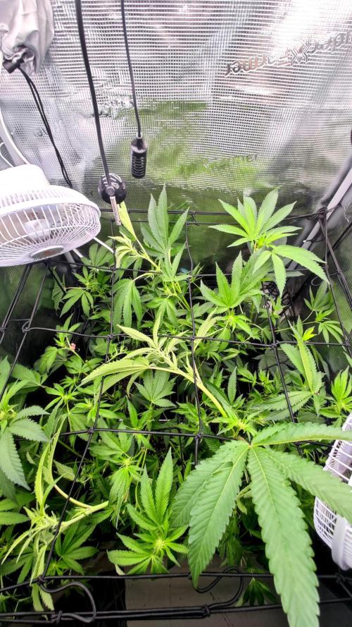 🌱 King Z — A Med. Bagseed Experiment 🌱. Week 10
