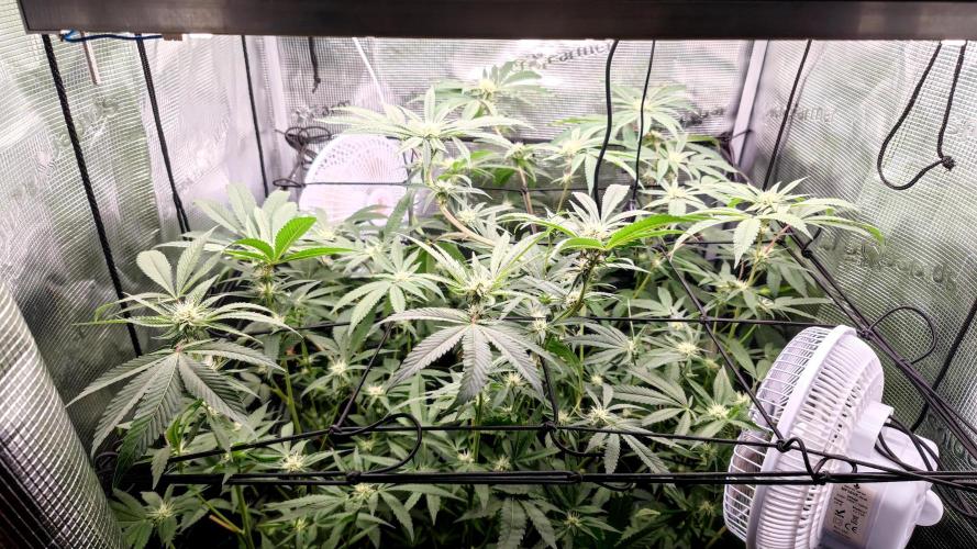 🌱 King Z — A Med. Bagseed Experiment 🌱. Week 10