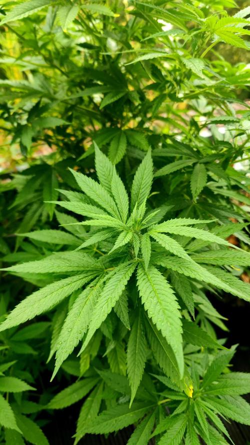 ☀️ Balcony Jungle 🌱 2026. Week 16