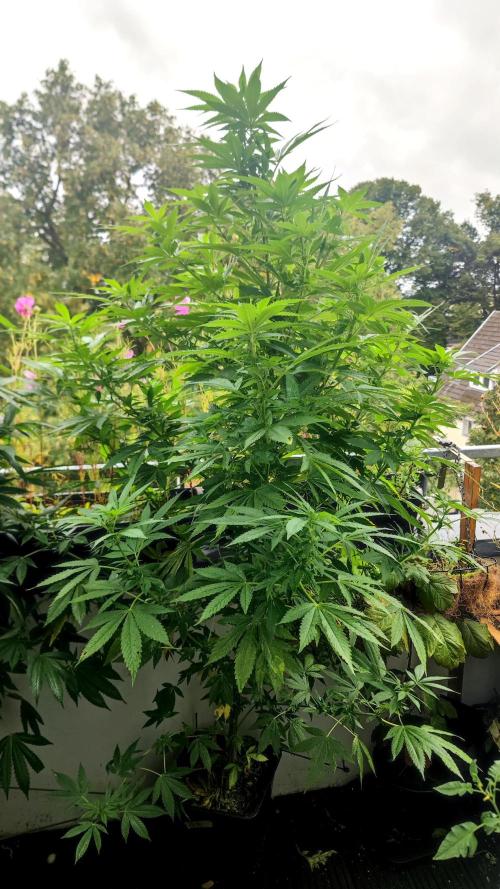☀️ Balcony Jungle 🌱 2026. Week 16