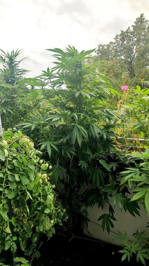 ☀️ Balcony Jungle 🌱 2026. Week 16