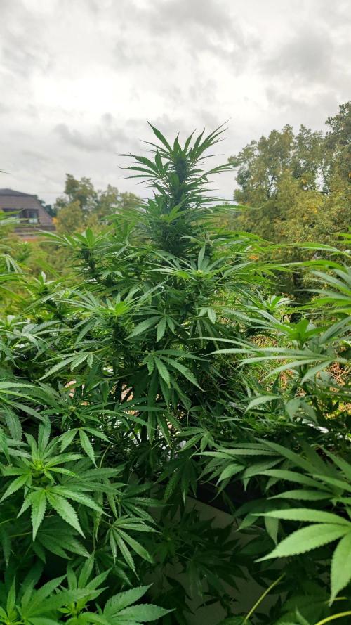 ☀️ Balcony Jungle 🌱 2026. Week 16