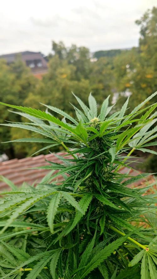 ☀️ Balcony Jungle 🌱 2026. Week 16