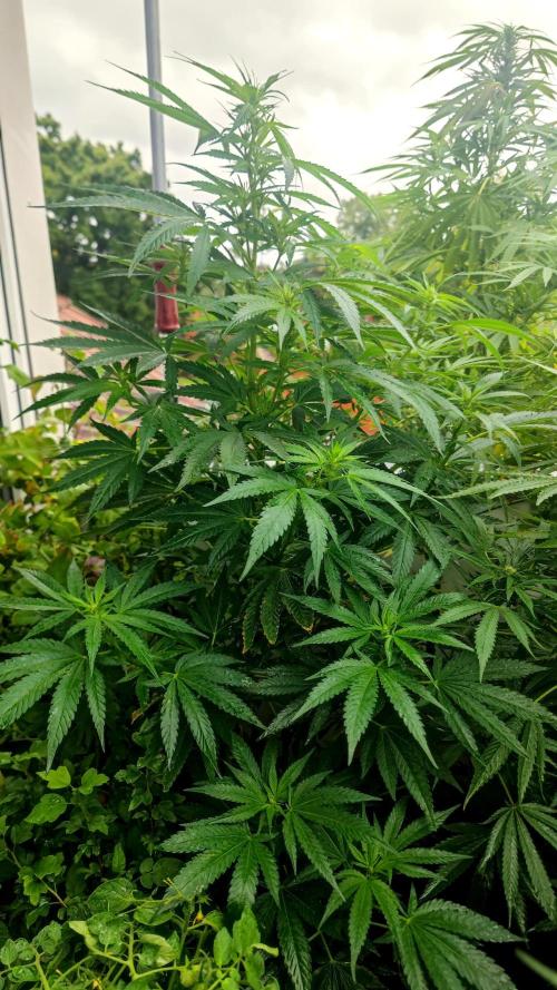 ☀️ Balcony Jungle 🌱 2026. Week 16