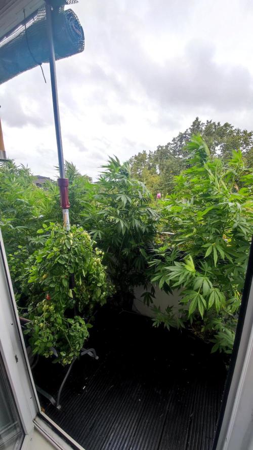 ☀️ Balcony Jungle 🌱 2026. Week 16
