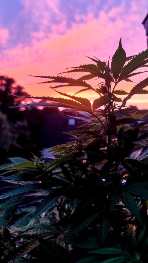 ☀️ Balcony Jungle 🌱 2026. Week 16