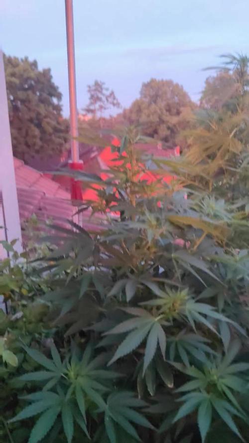 ☀️ Balcony Jungle 🌱 2026