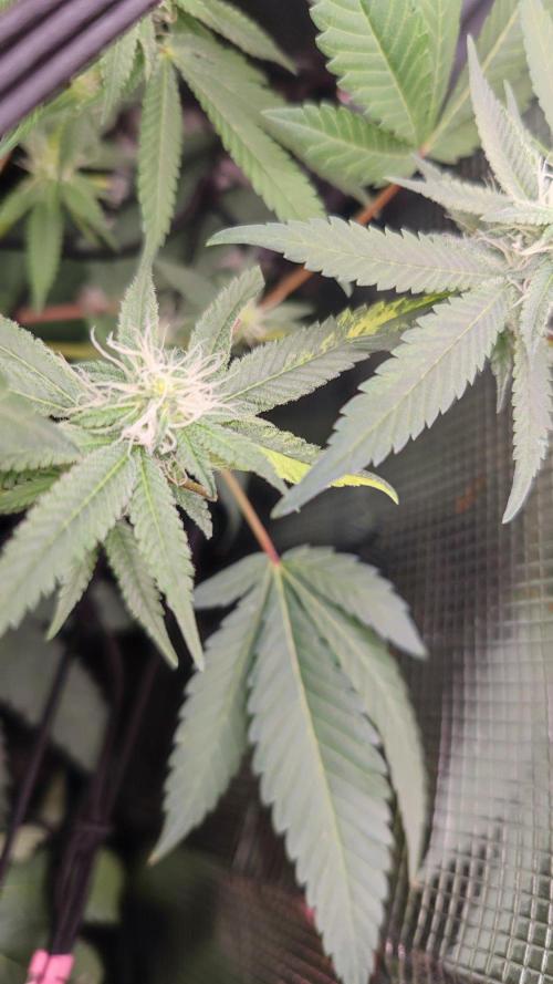 🌱 King Z — A Med. Bagseed Experiment 🌱. Week 11