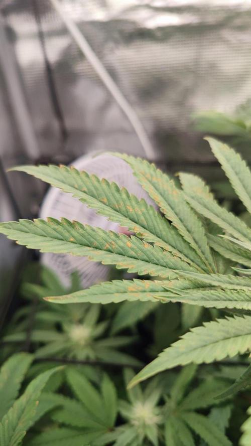 🌱 King Z — A Med. Bagseed Experiment 🌱. Week 11