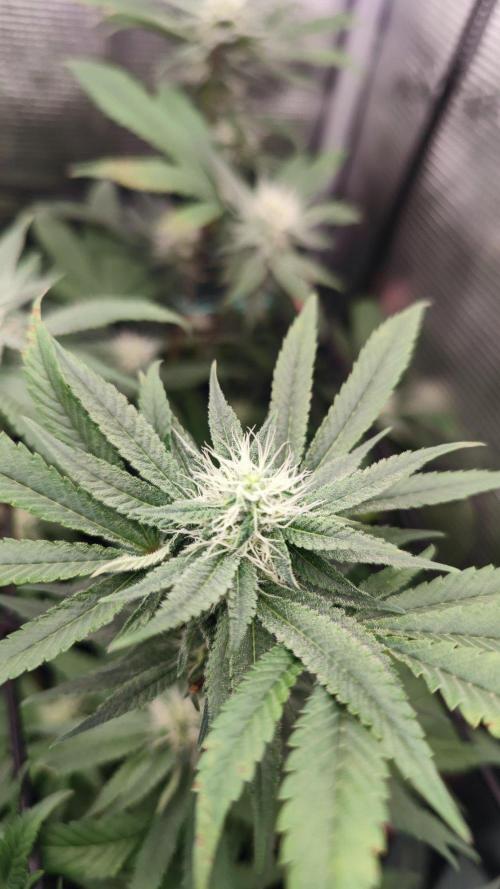 🌱 King Z — A Med. Bagseed Experiment 🌱. Week 11