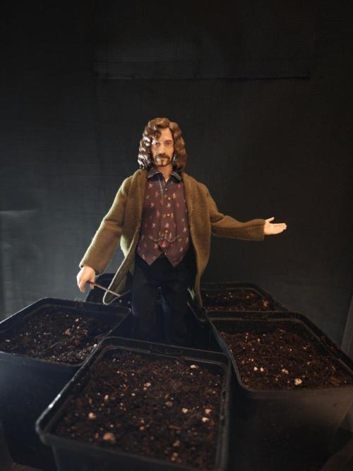 Sirius Black / WeedSeedsExpress / Indoor. Week 0