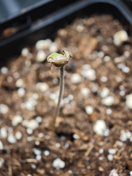 Sirius Black / WeedSeedsExpress / Indoor. Week 0