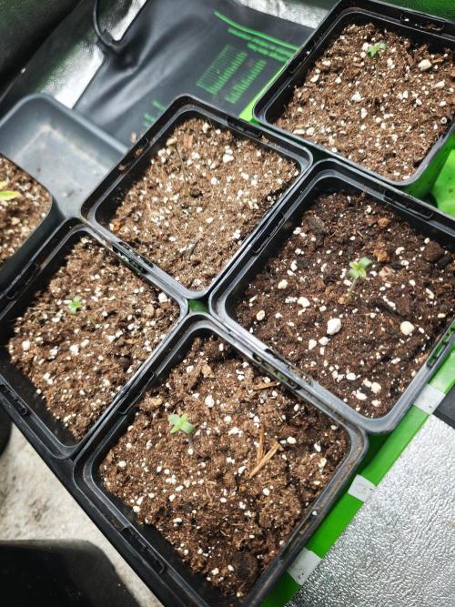 Sirius Black / WeedSeedsExpress / Indoor. Week 0