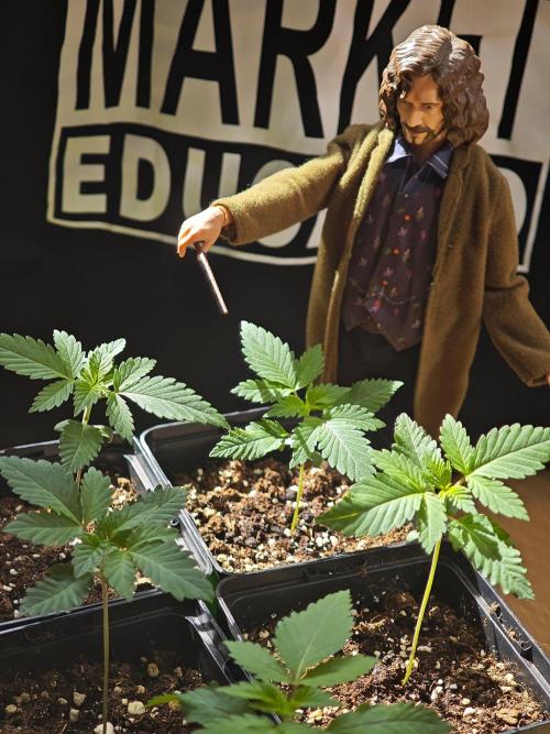 Sirius Black / WeedSeedsExpress / Indoor. Week 2 - "Herbivicus!"
