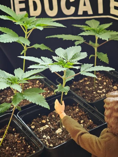 Sirius Black / WeedSeedsExpress / Indoor. Week 2