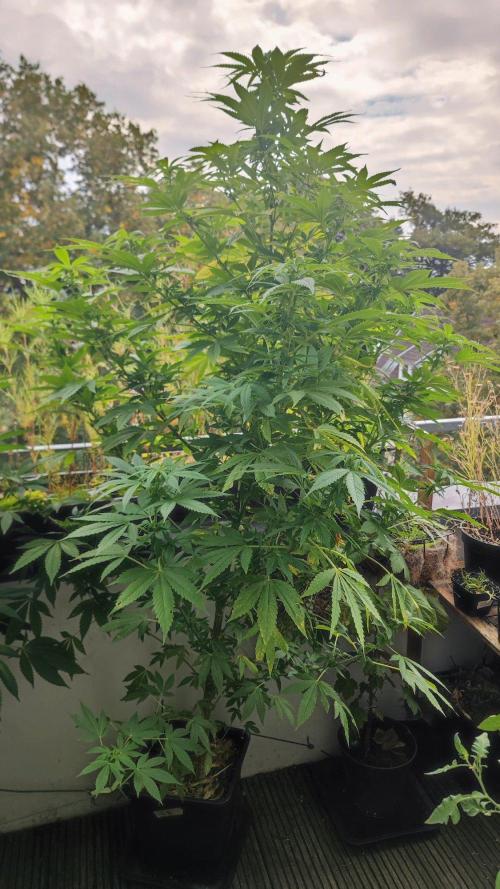 ☀️ Balcony Jungle 🌱 2026. Week 17 - Sirius Black 